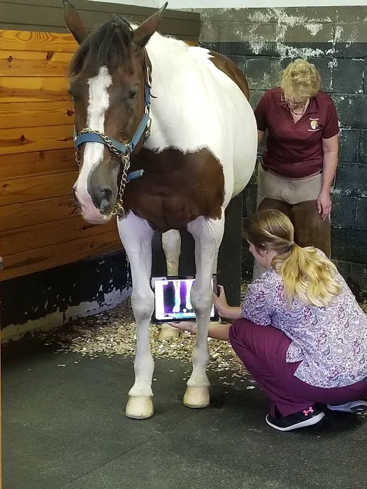 Always Helpful Veterinary Services 12