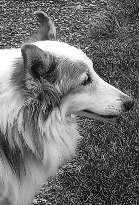 Pet Wellness Center 12