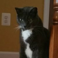 Pet Wellness Center ico