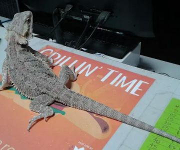 Reptile Room