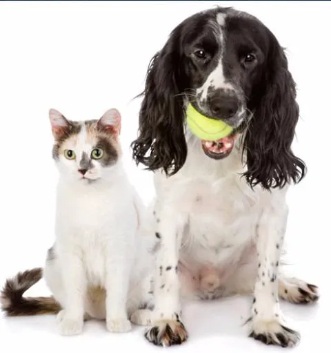 All Creatures Veterinary Service 12