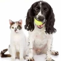 All Creatures Veterinary Service ico