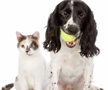All Creatures Veterinary Service