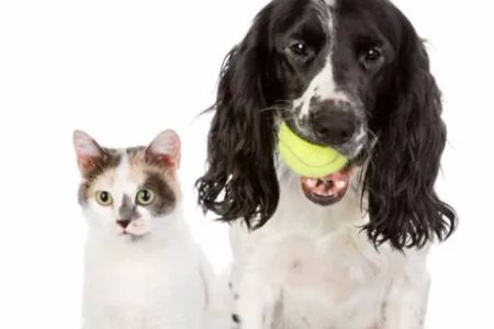 All Creatures Veterinary Service
