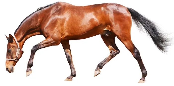 All Creatures Veterinary Service 12