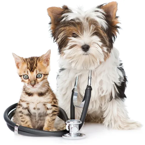 All Creatures Veterinary Service 12