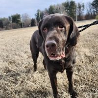 Summit Bridge Veterinary Hospital ico