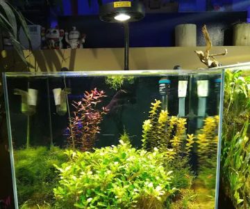 Neptune Aquatics