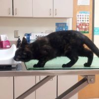 Antietam Valley Animal Hospital ico