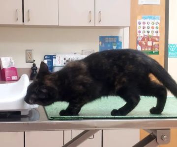 Antietam Valley Animal Hospital