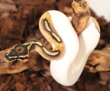 Jackie's Reptile Store