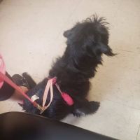 Animal Clinic of Reading ico