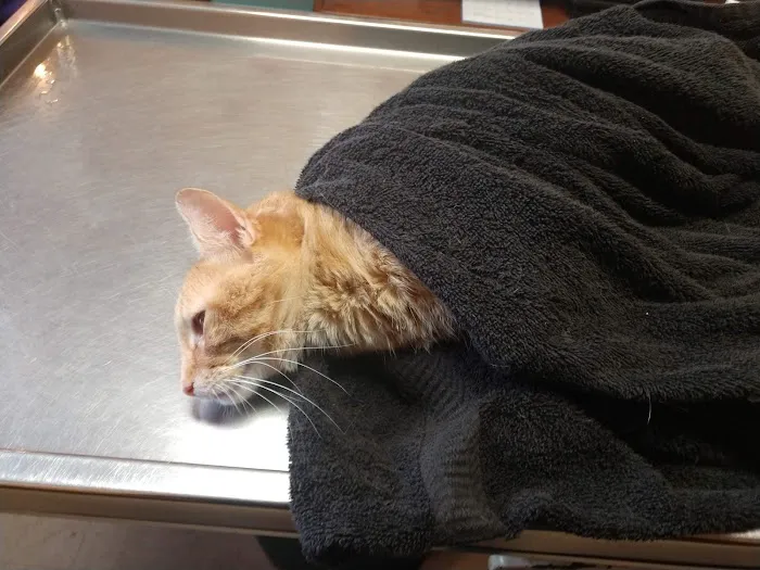 Animal Clinic of Reading 12