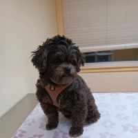Humane Veterinary Hospitals - Reading ico