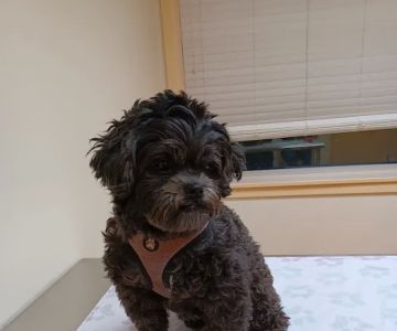 Humane Veterinary Hospitals - Reading