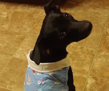 Gussied Up Dog Boutique