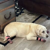 Parkway Veterinary Hospital ico