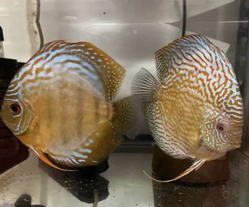 Muse Discus