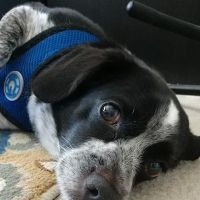Beach Buddies Animal Hospital ico
