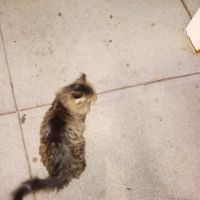 Beacon Veterinary Clinic ico
