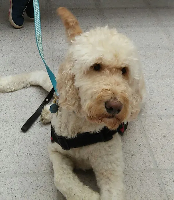 Ventnor Veterinary Office 4
