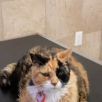 Ventnor Veterinary Office ico