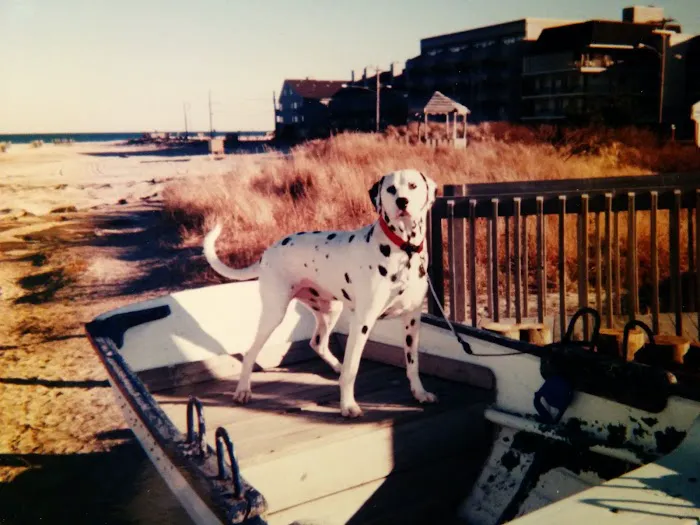 Ventnor Veterinary Office 3