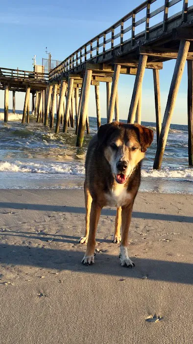 Ventnor Veterinary Office 5