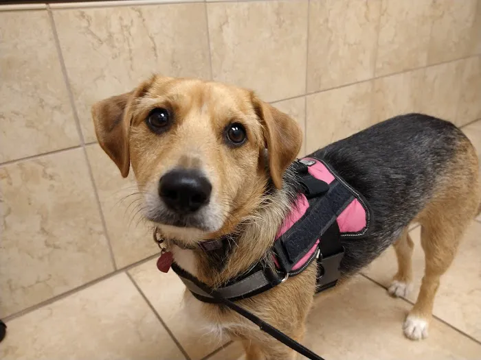 Ventnor Veterinary Office 2