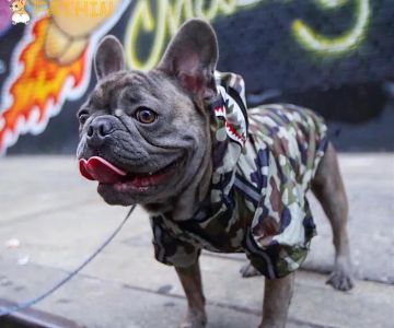 The Frenchie Connection Plus