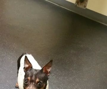 Clayton Veterinary Associates