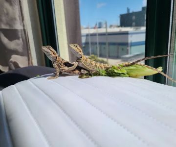 Petco