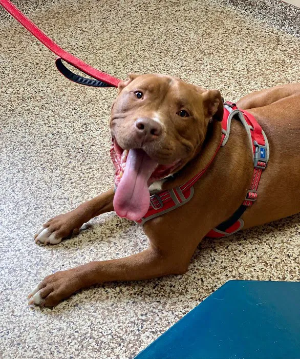 Bayshore Veterinary Hospital 12