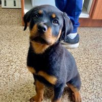 Bayshore Veterinary Hospital ico