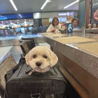 Banfield Pet Hospital ico