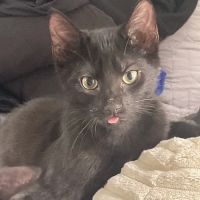 The Spay & Neuter Center of New Jersey ico
