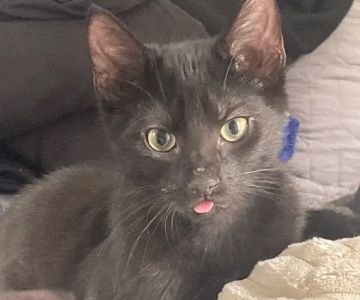 The Spay & Neuter Center of New Jersey