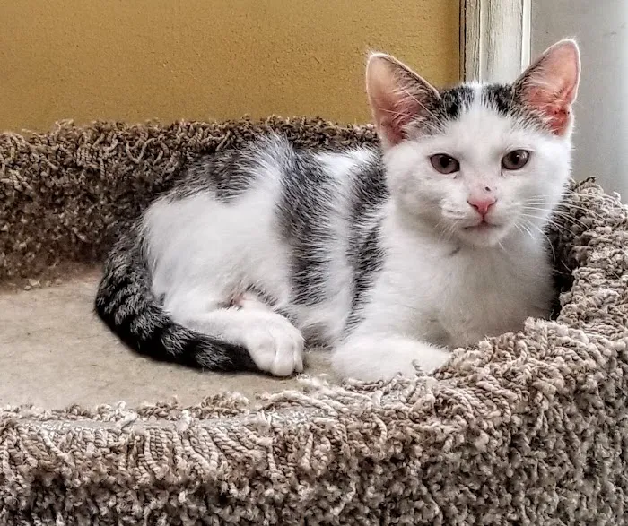 The Spay & Neuter Center of New Jersey 12