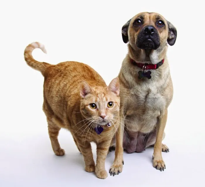 The Spay & Neuter Center of New Jersey 12