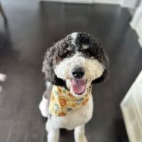 Urgent Paws: Pet Urgent Care ico