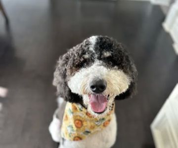 Urgent Paws: Pet Urgent Care