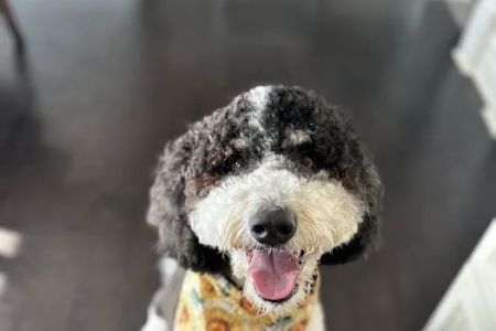Urgent Paws: Pet Urgent Care