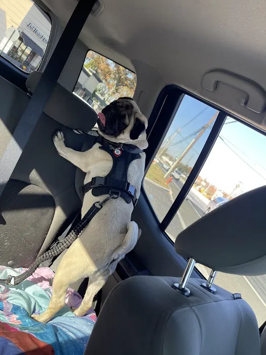Urgent Paws: Pet Urgent Care 12