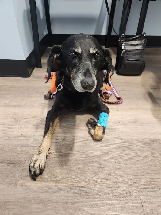 Urgent Paws: Pet Urgent Care 12