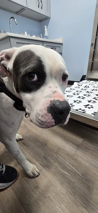 Urgent Paws: Pet Urgent Care 12