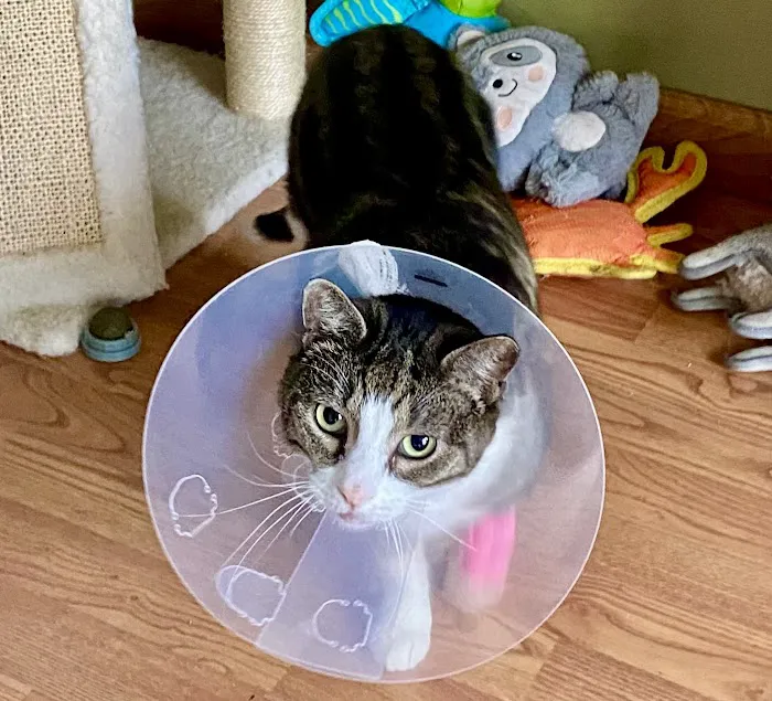 Urgent Paws: Pet Urgent Care 12
