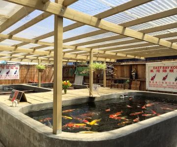 East Bay Koi
