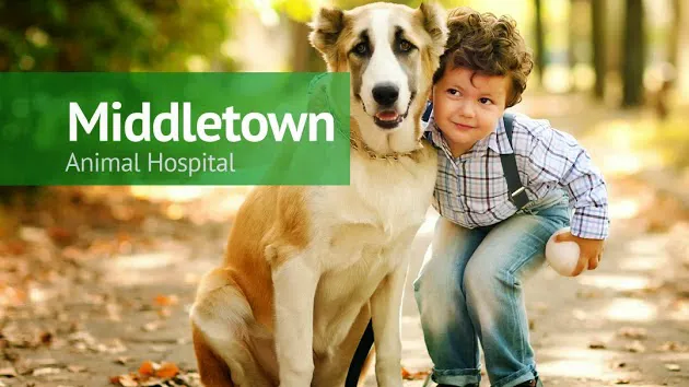 Middletown Animal Hospital 12
