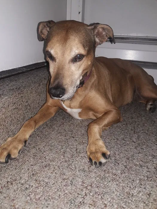 Middletown Animal Hospital 12
