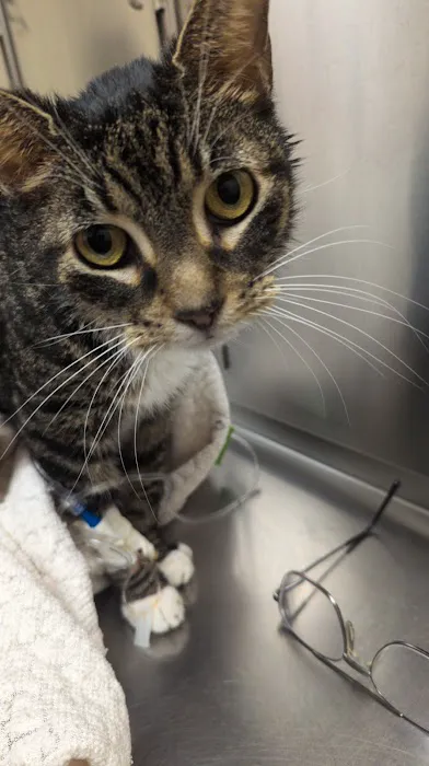 Middletown Animal Hospital: Velazquez Francisco DVM 12